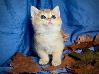 British Shorthair cats British Shorthair Golden kitten GCCF - Advert 7
