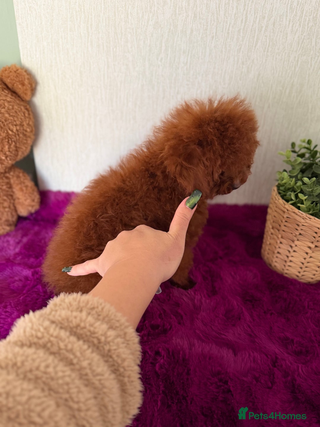 Poodle dogs for sale: Stunning Asian poodle boy for sale  - Advert 10