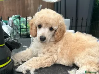Miniature Poodle dogs KC registered miniature poodles - Advert 1