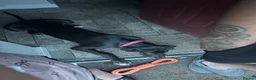 Great Dane dogs for sale: Beautiful Great Dane  - Advert 3