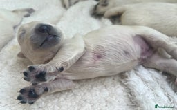 Golden Retriever dogs for sale: Beautiful KC registered golden retrievers - Image 7