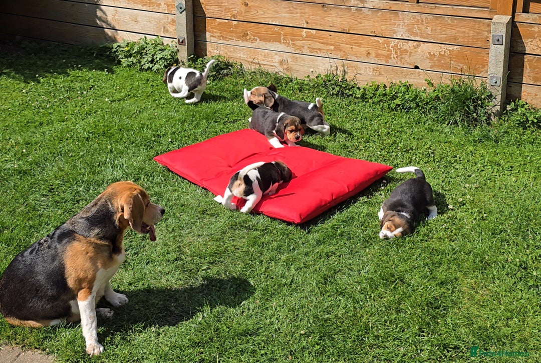 Beagle dogs for sale: KC reg Gorgeous Beagle Pups Champion Bloodline in New Malden - Image 8