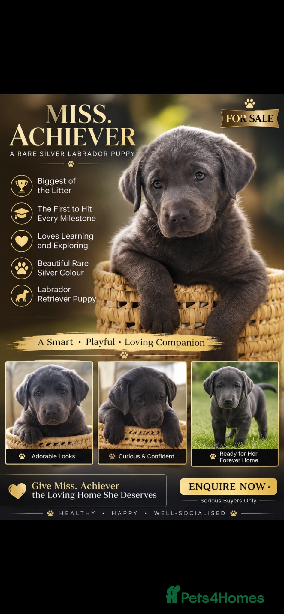 Labrador Retriever dogs 🐾 Beautiful Labrador Puppy Litter 🐾 - Advert 2