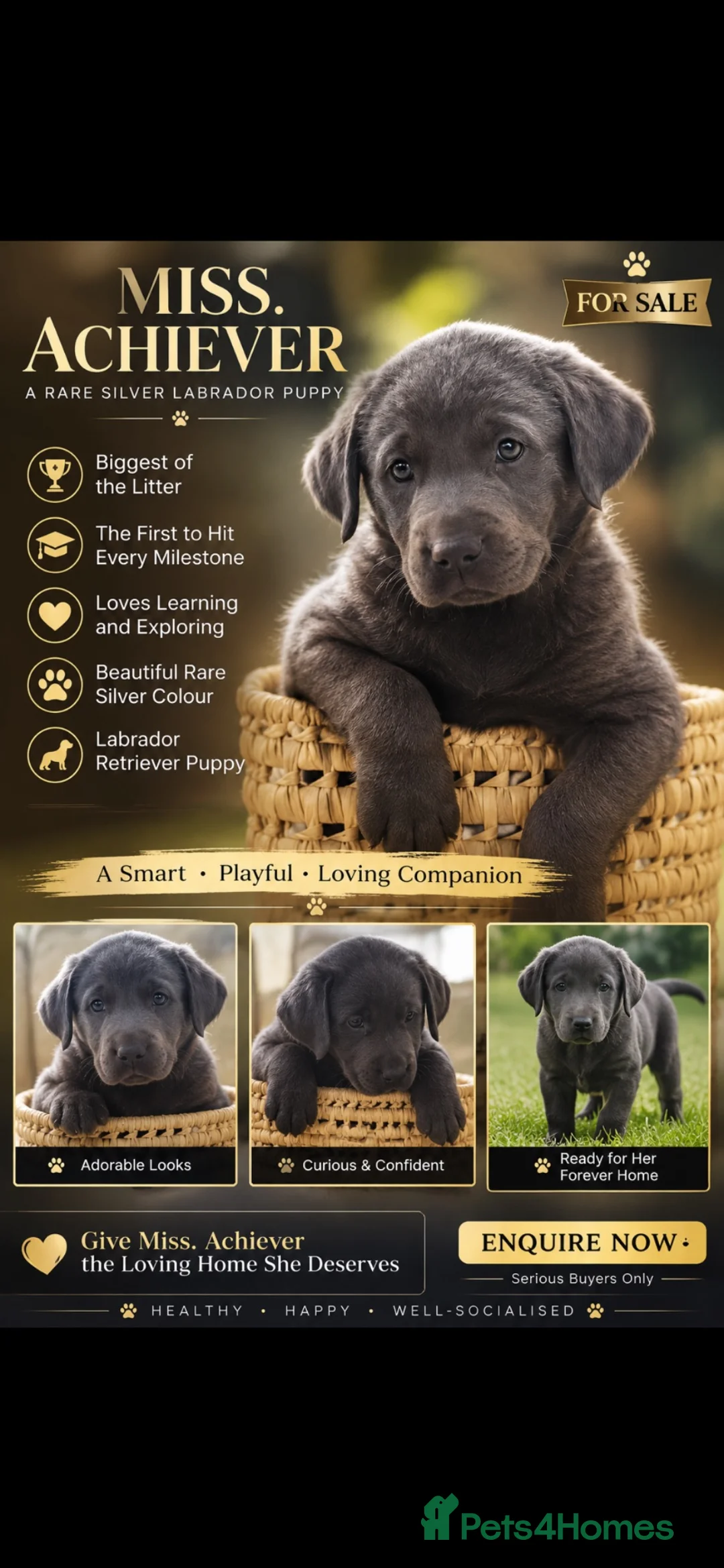 Labrador Retriever dogs for sale: 🐾 Beautiful Labrador Puppy Litter 🐾 - Advert 2