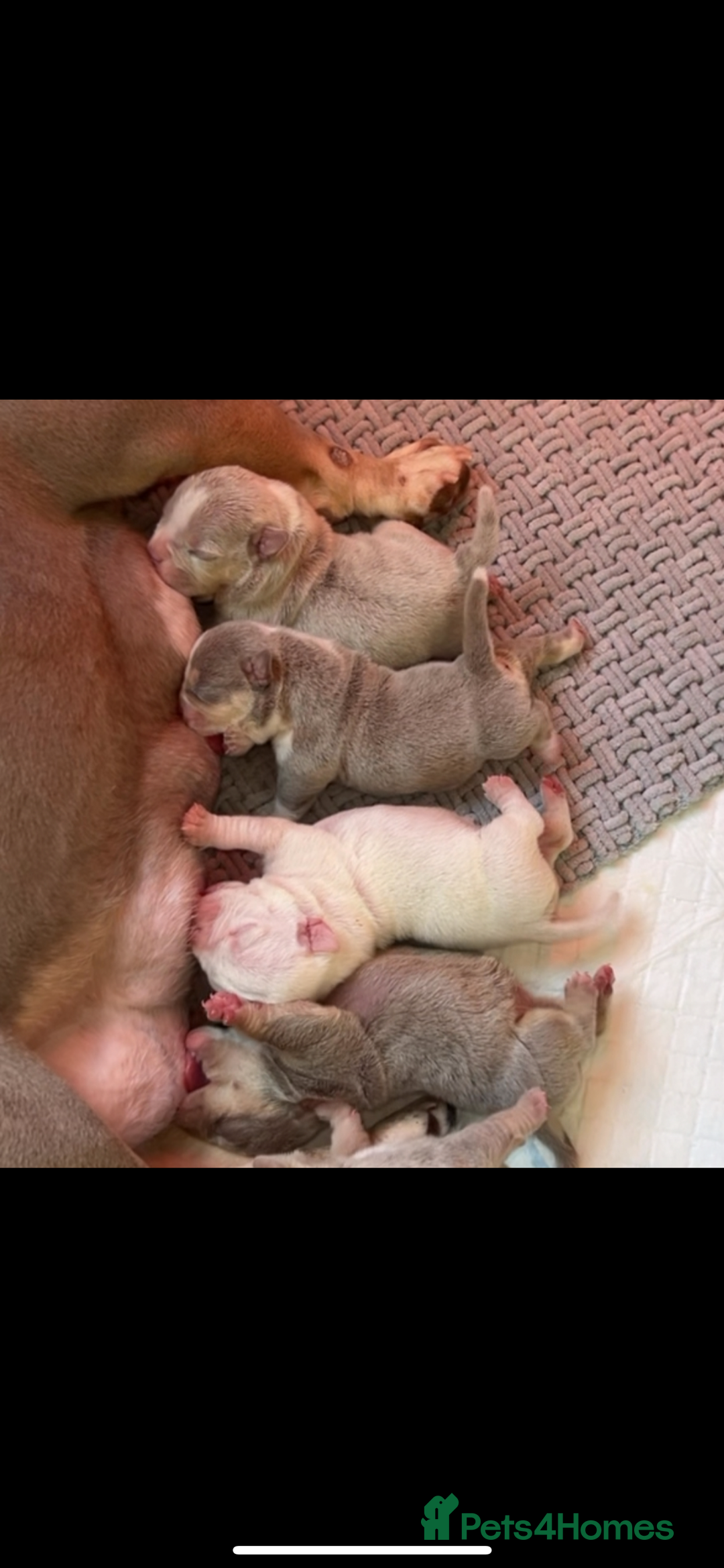 American Bully dogs for sale: Top quality micro bully’s  - Image 7
