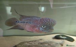 Cichlids fish for sale: Male Flowerhorn - Image 4