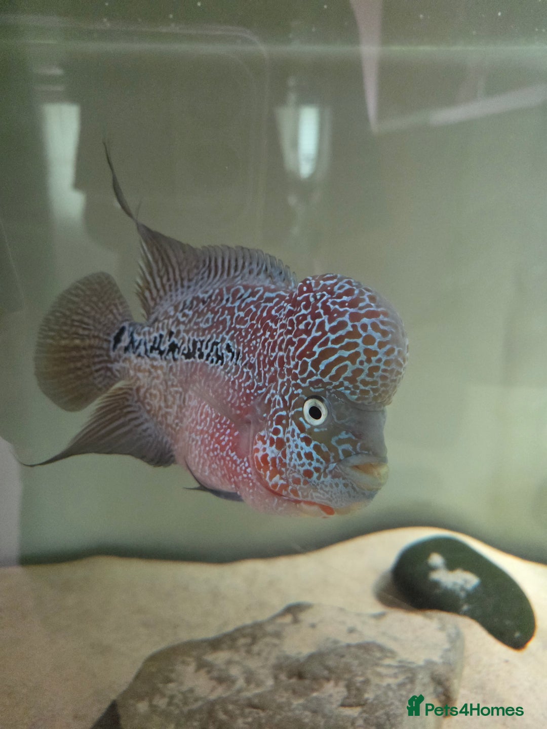 Cichlids fish for sale: Male Flowerhorn - Image 4