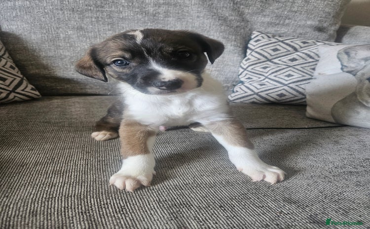 Mixed Breed dogs - Advert 3