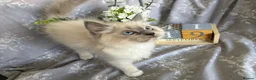 Ragdoll cats for sale: GCCF REGISTERED DNA TESTED PARENTS - Advert 15