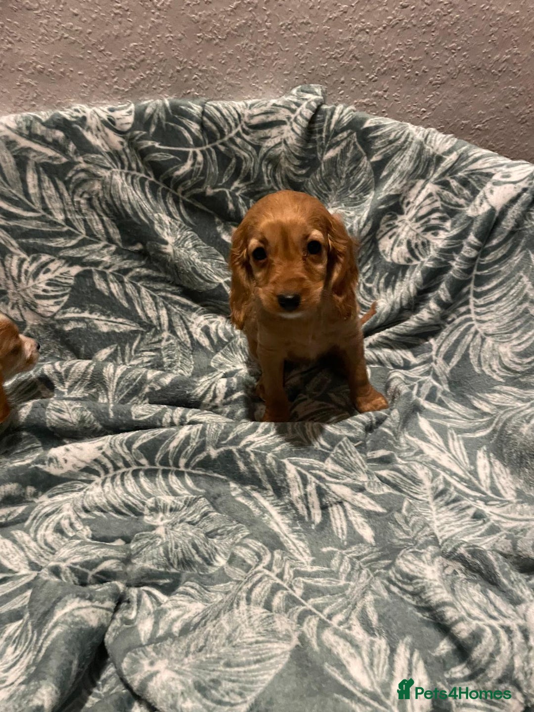 Cockapoo dogs for sale: Cockapoo - Advert 12