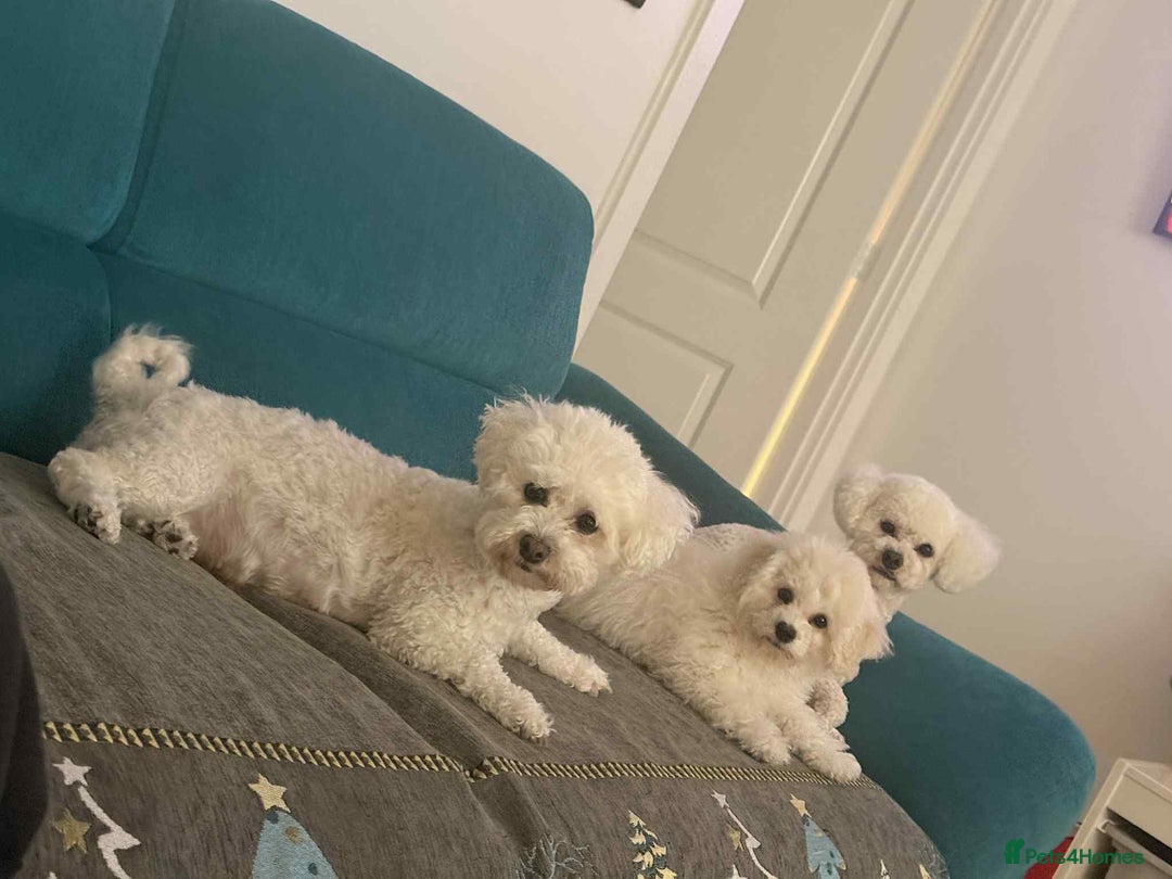 Bichon Frise dogs for sale: ✨ Bichon Frisé Puppies from Champion Bloodlines ✨ - Advert 3