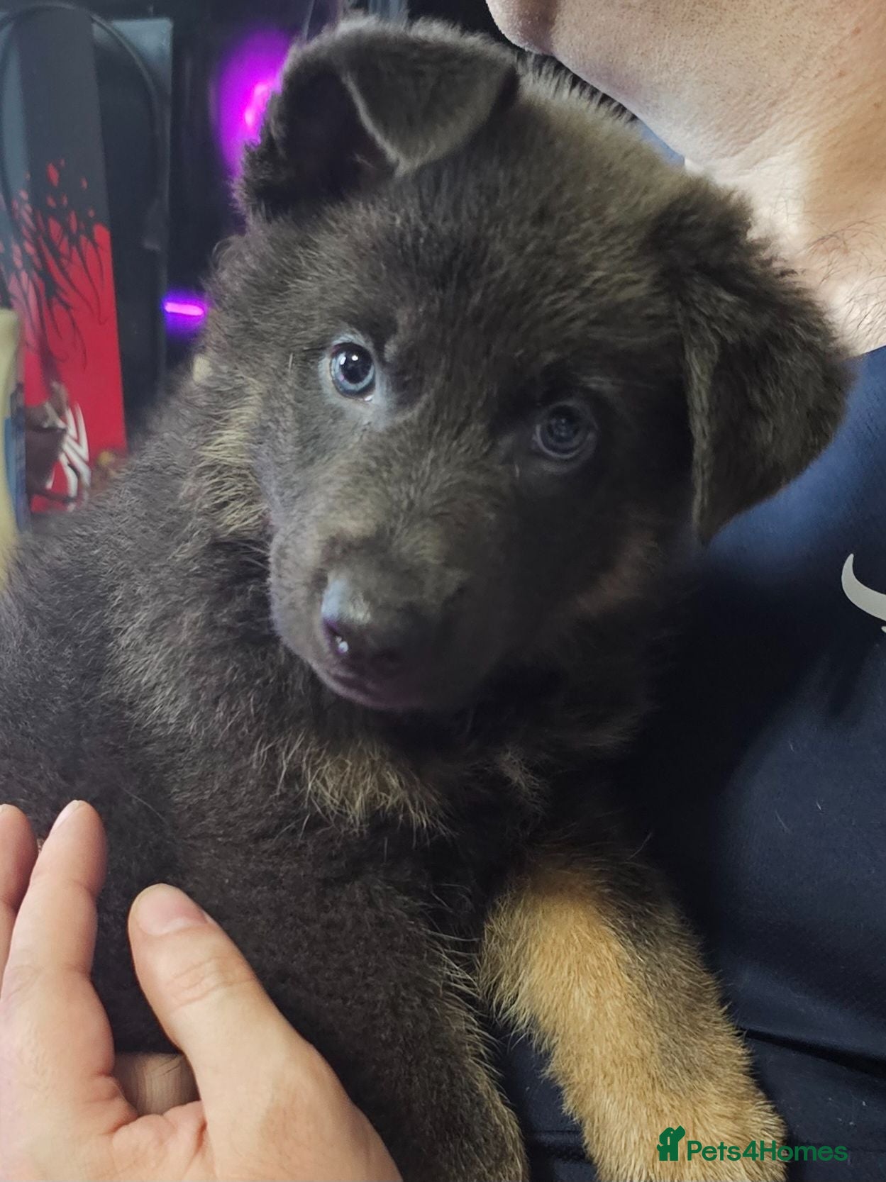 German Shepherd dogs Pure bred blue gsd puppies - Advert 7