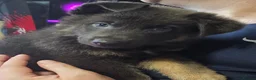 German Shepherd dogs for sale: Pure bred blue gsd puppies - Advert 5