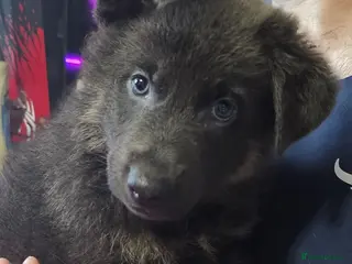 German Shepherd dogs Pure bred blue gsd puppies - Advert 7