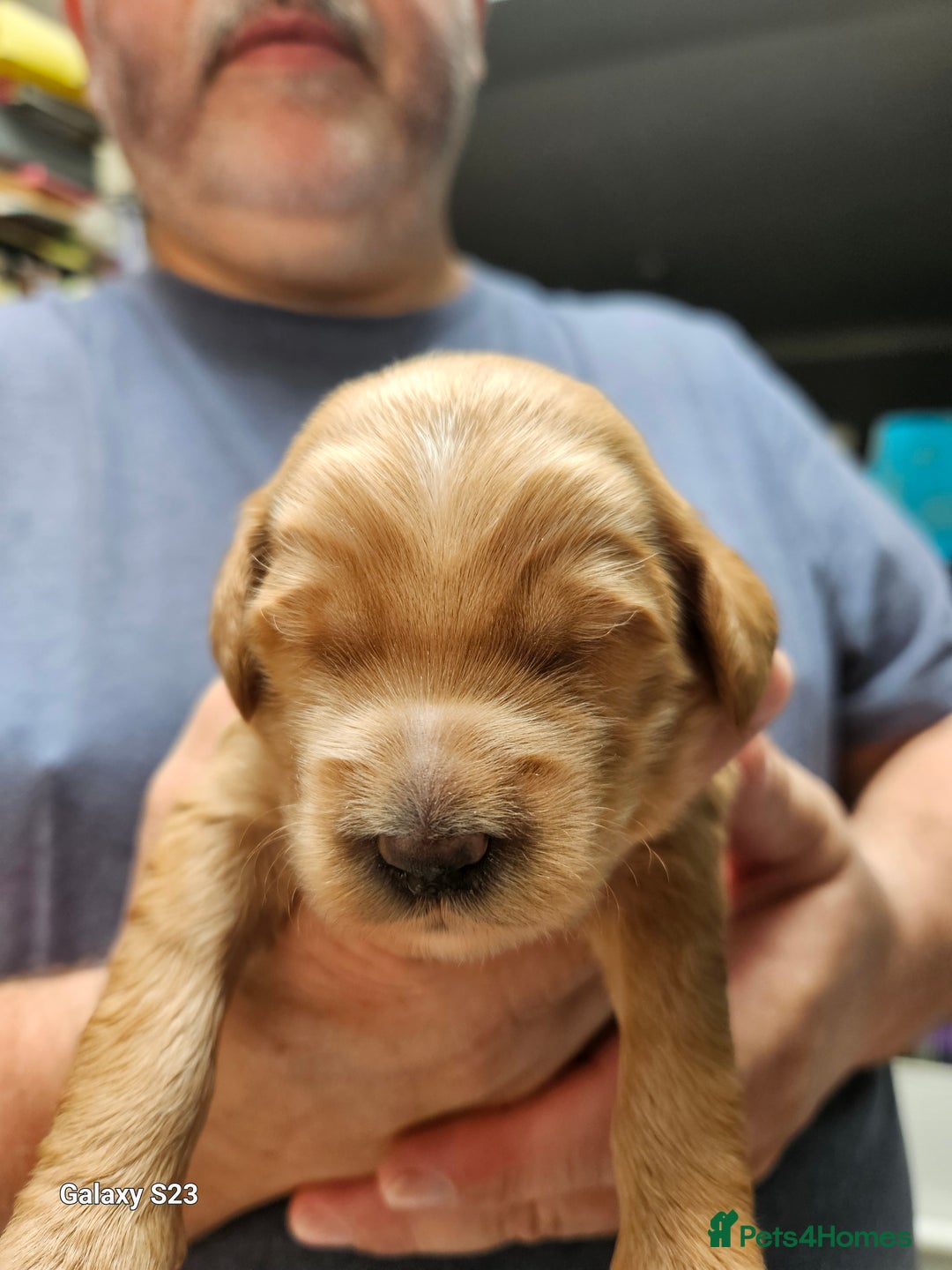 Mixed Breed dogs for sale: FULLY HEALTH TESTED FOX RED MINIATURE COCKAPOOS  - Image 13