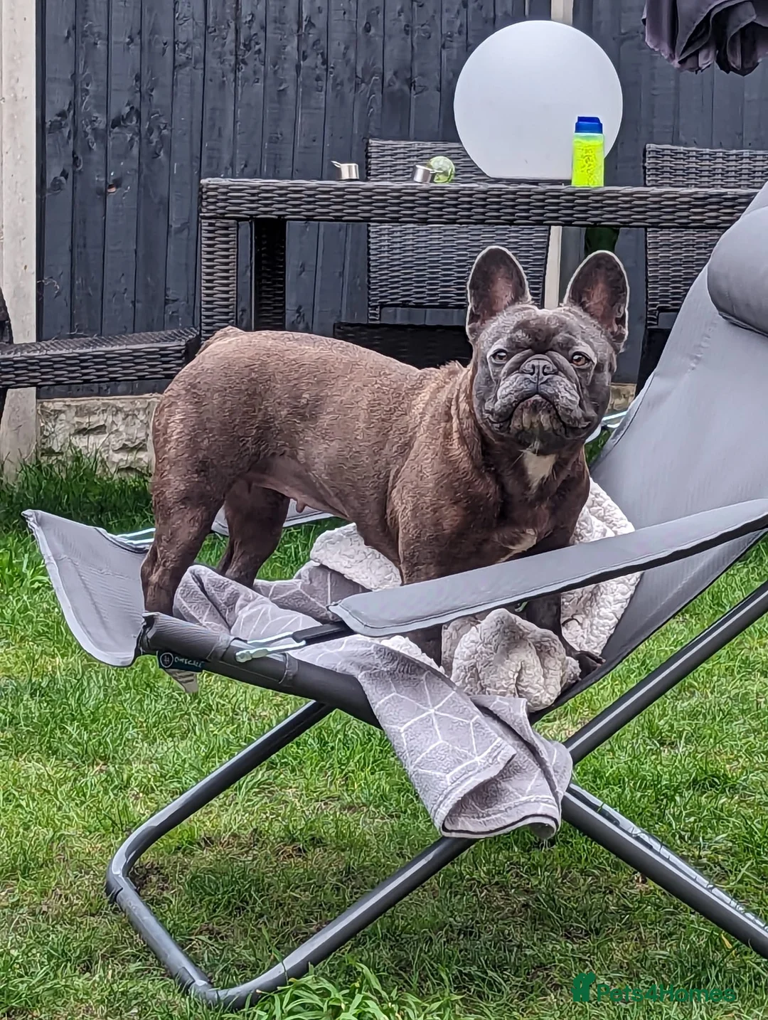 French Bulldog dogs for adoption: 🩶🐾 LILO – A Little Frenchie with a Huge Heart🩶 in Nottingham - Advert 2