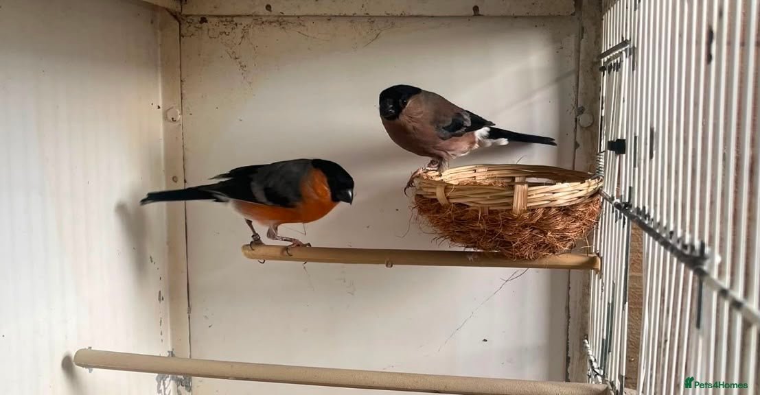 Finches birds Pair of Native bullfinches - Advert 1