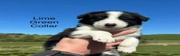 Border Collie dogs for sale: Border Collie Puppies - Advert 7