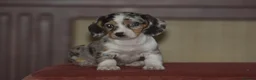 Dachshund dogs for sale: Adorable puppies looking for new home - Advert 5