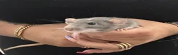 Rat rodents for sale: Beautiful Dumbo rats 3 girls and 6 boys available  - Advert 6