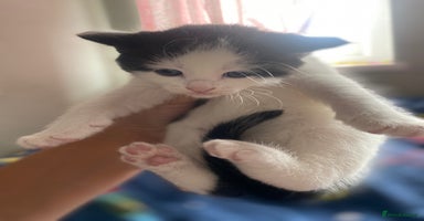 Mixed Breed cats - Advert 3