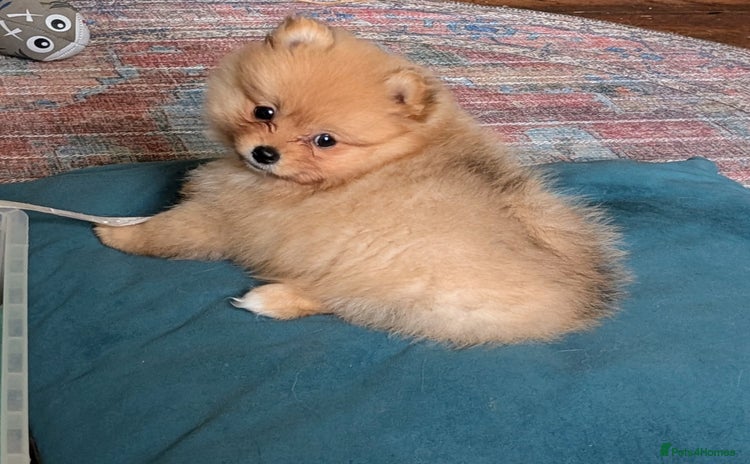 Pomeranian dogs - Advert 8