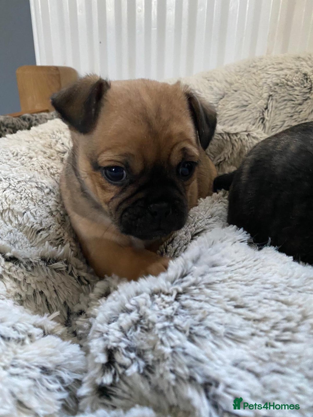 Jug dogs for sale: Two beautiful jug puppies - Advert 7