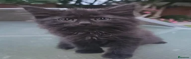 Persian 5
