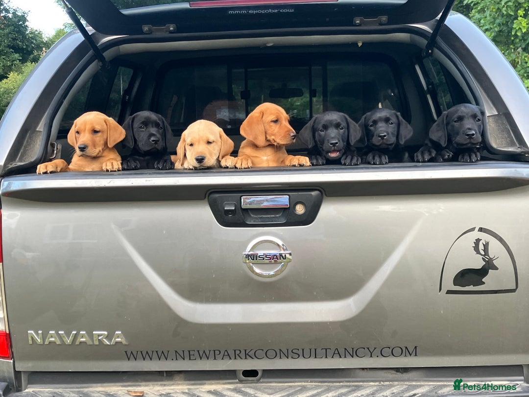 Labrador Retriever dogs for sale: Fox Red, Yellow & Black KC Reg Labrador Puppies in Brockenhurst - Image 1