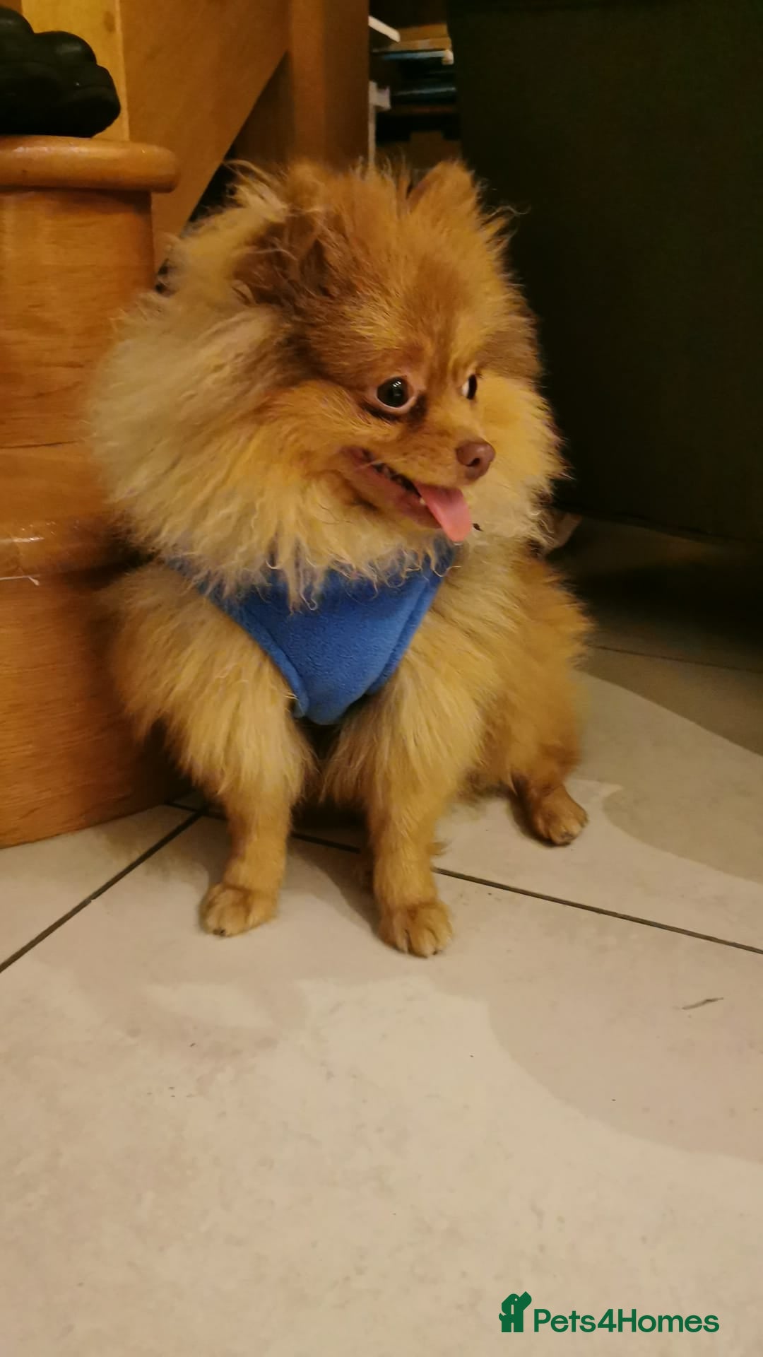 Pomeranian dogs for stud: Cobee (PROVEN)  ( STUD ONLY ) (PRODUCING MERLES)   in Liverpool - Advert 21