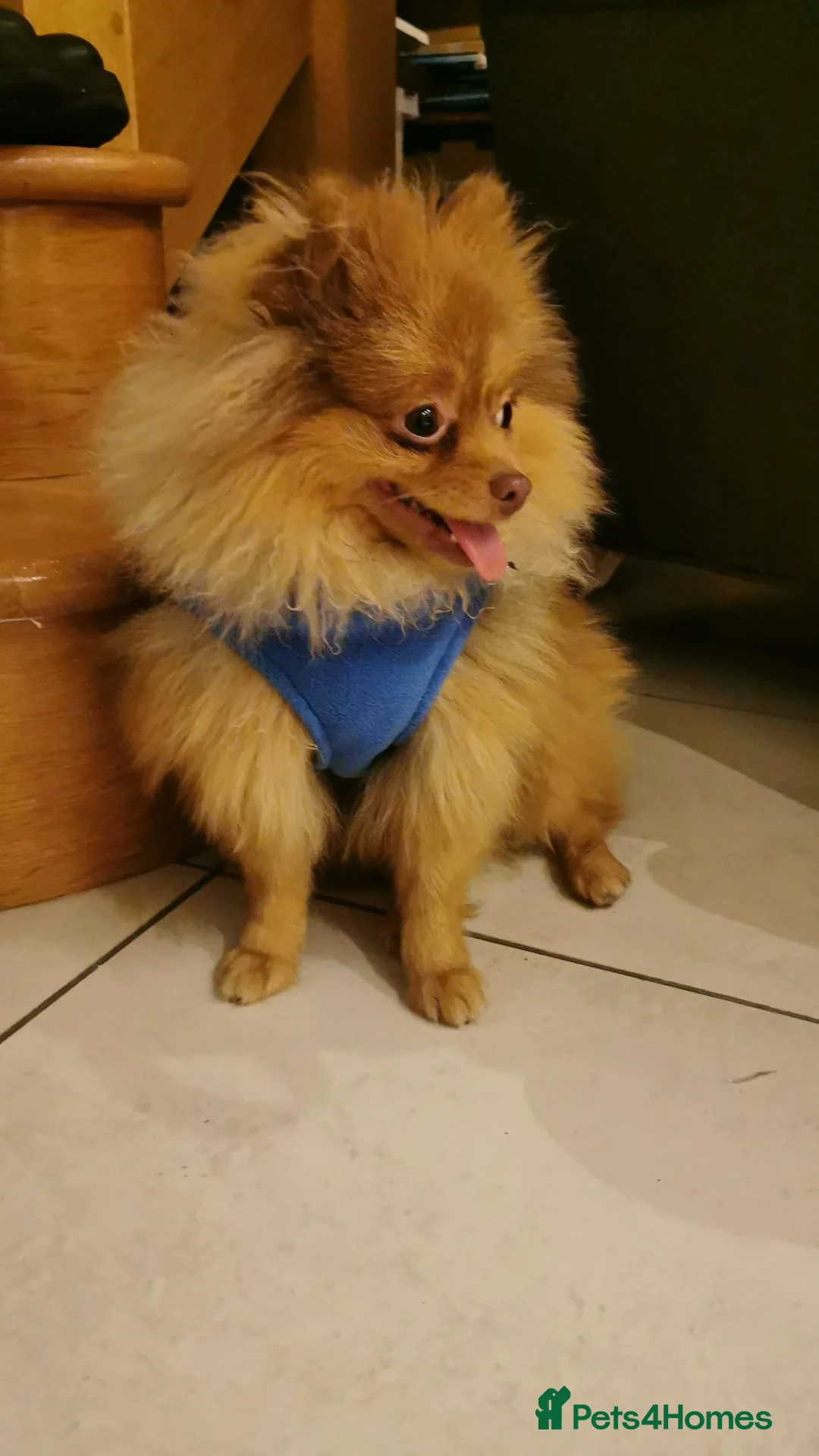 Pomeranian dogs for stud: Cobee (PROVEN)  ( STUD ONLY ) (PRODUCING MERLES)   in Liverpool - Advert 21