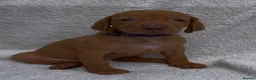 Hungarian Vizsla dogs for sale: Champion grade import vizslas puppies - Advert 22