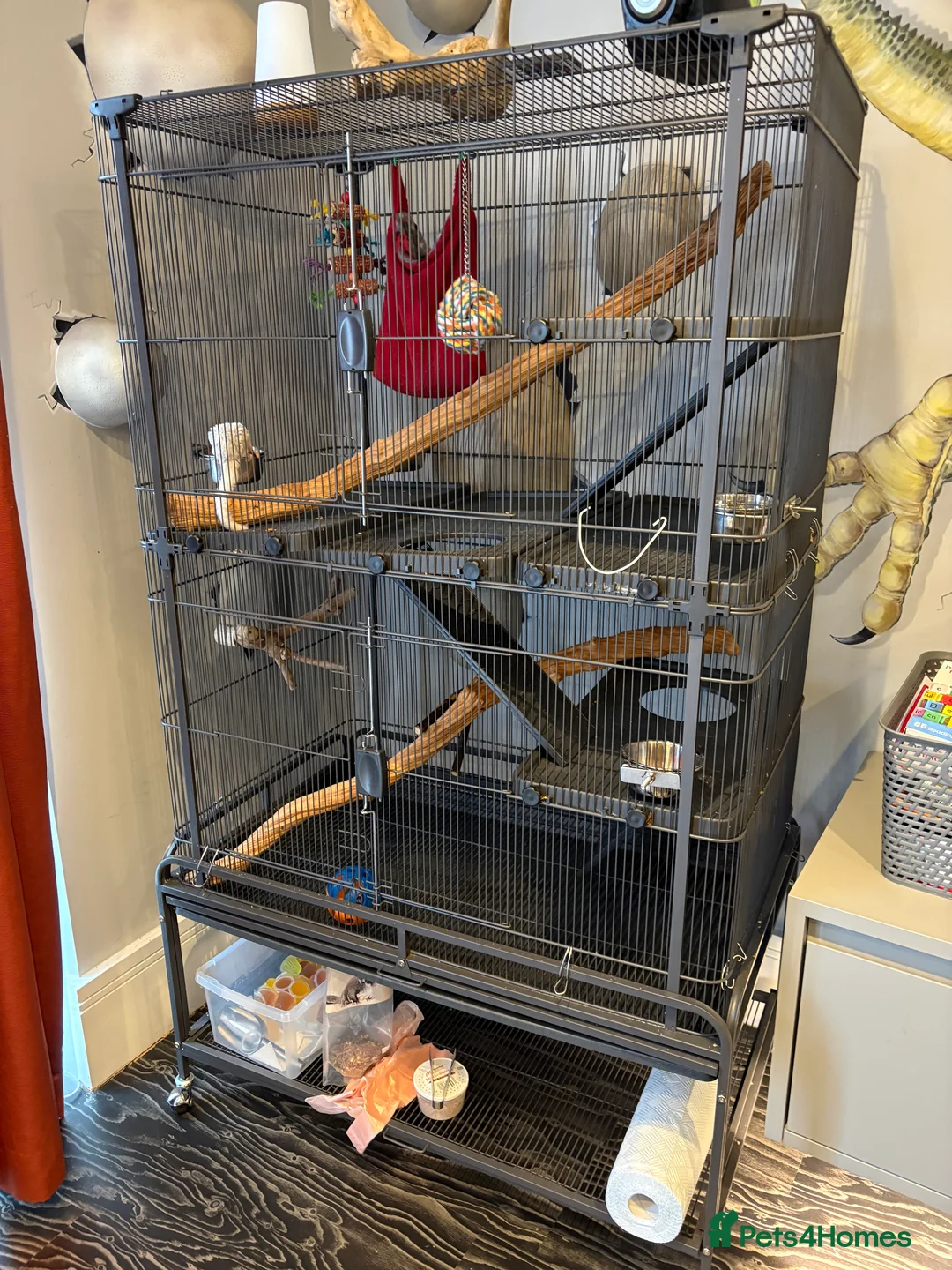 Sugar Glider rodents for sale: Sugar gliders x2 and cage - Advert 1