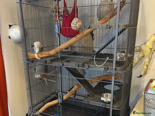 Sugar Glider rodents Sugar gliders x2 and cage - Advert 5