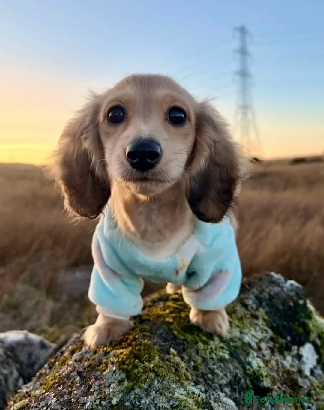 Miniature Dachshund dogs for stud: KC Registered - Health Tested - Proven Stud Dog 🏅 - Advert 33