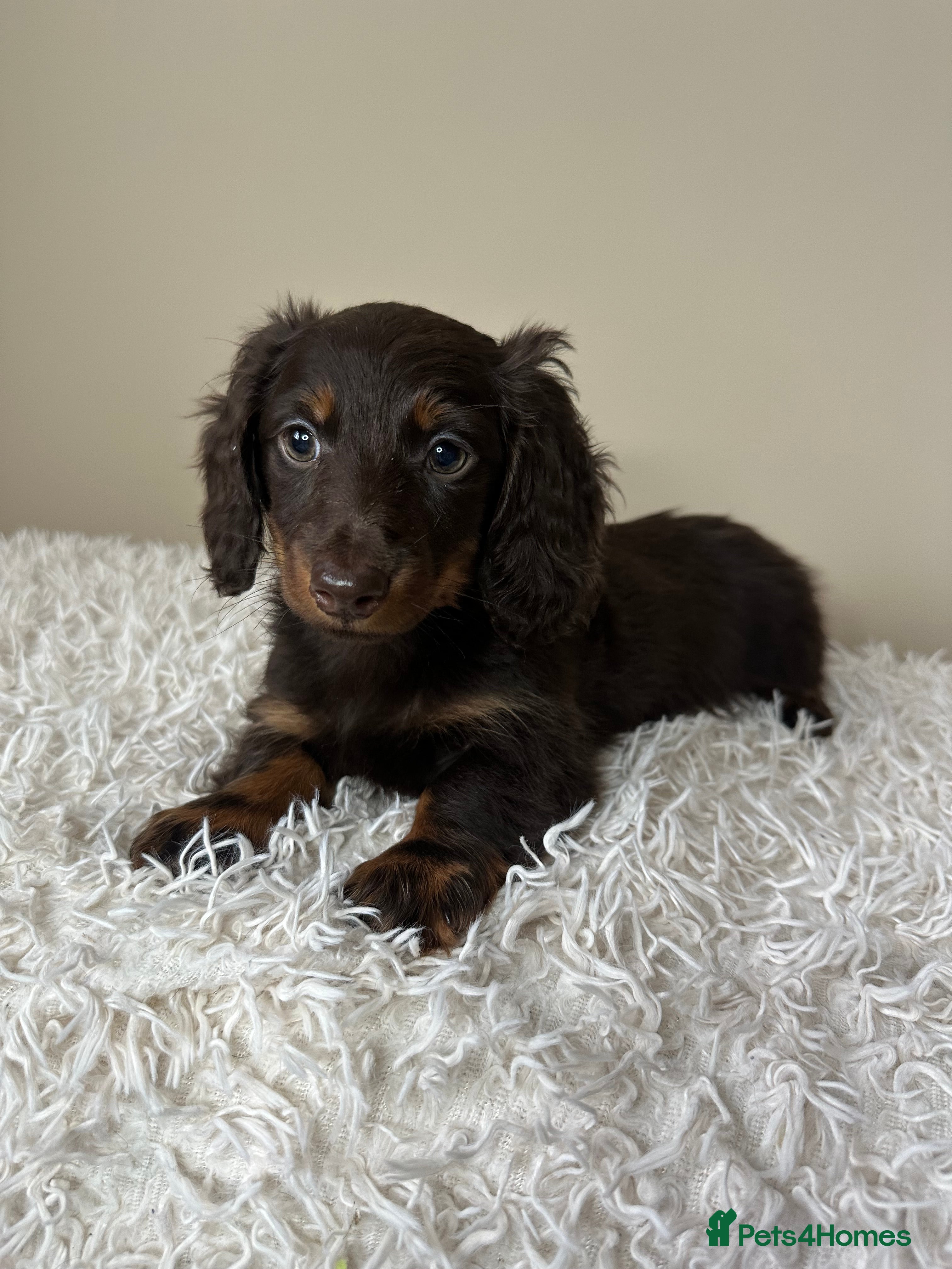 Miniature Dachshund dogs Long-Haired Miniature Dachshund Puppies  - Advert 9