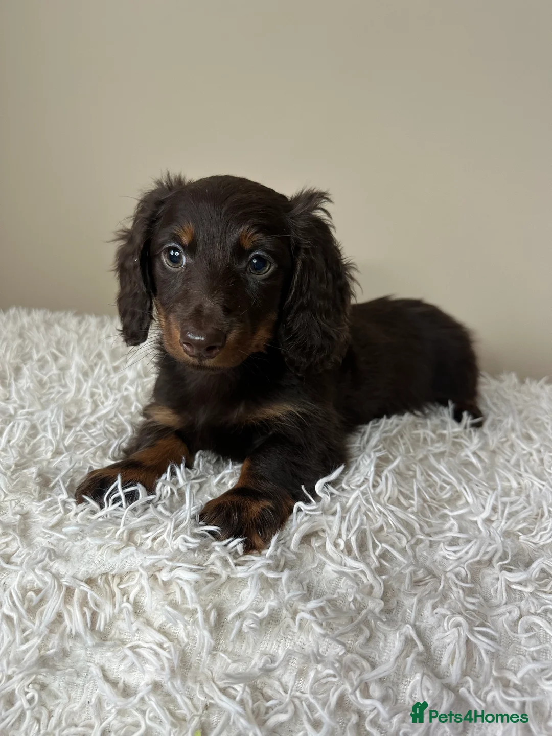 Miniature Dachshund dogs for sale: Long-Haired Miniature Dachshund Puppies  - Advert 1