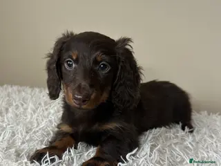 Miniature Dachshund dogs Long-Haired Miniature Dachshund Puppies - Advert 5