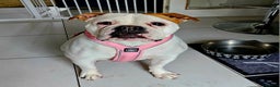 American Bulldog dogs for sale: Adorable Johnsons American Bulldog - Advert 1