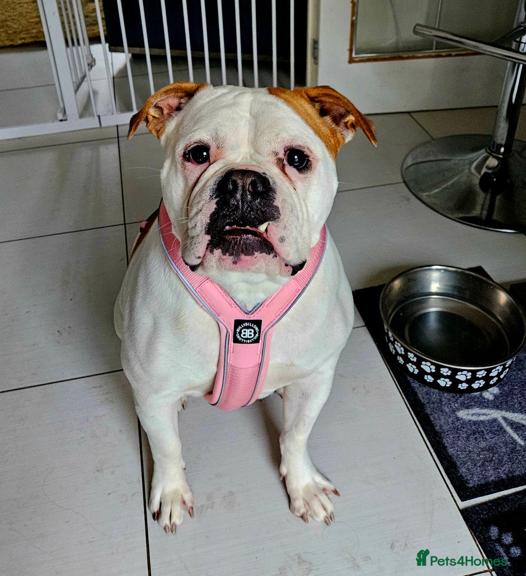 American Bulldog dogs for sale: Adorable Johnsons American Bulldog - Advert 1