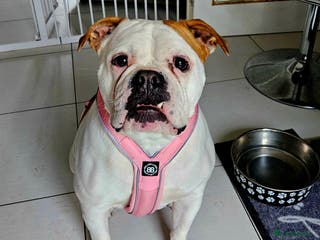 American Bulldog dogs Adorable Johnsons American Bulldog - Advert 3