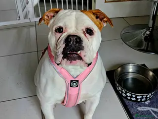 American Bulldog dogs Johnsons American Bulldog - Advert 4