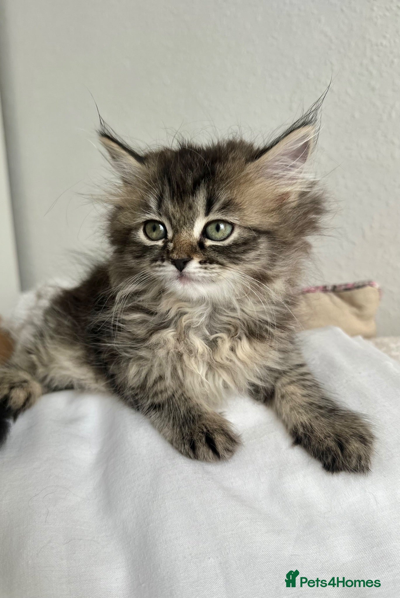 Siberian cats LAST TWO! Beautiful Siberian Kittens - Advert 1