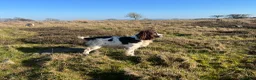English Springer Spaniel dogs for sale: Traditional English Springer Spaniels  - Advert 8