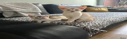 Abyssinian cats for sale: Silver Abyssinian kittens  - Advert 25