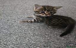 Mixed Breed cats for sale:  kittens avaliable now - Image 9