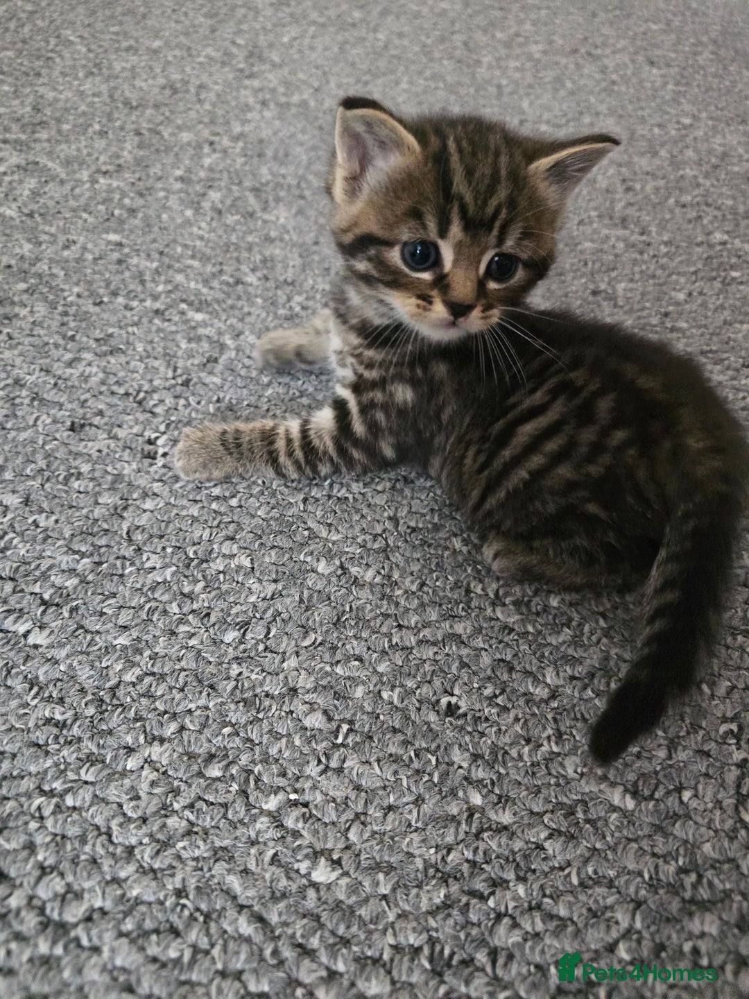 Mixed Breed cats for sale:  kittens avaliable now - Image 9