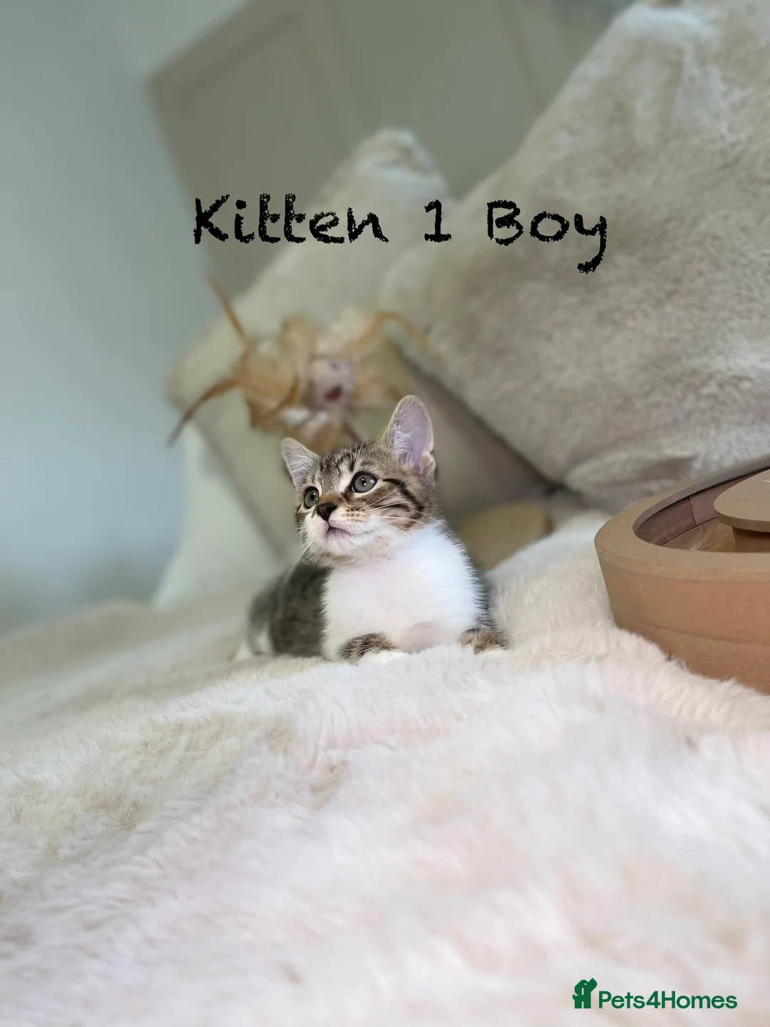 Mixed Breed cats for sale: Stunning kittens 8 weeks old ready now  - Advert 4