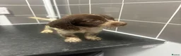 Cockapoo dogs for sale: Adorable cockapoo puppies  in Croydon - Advert 2