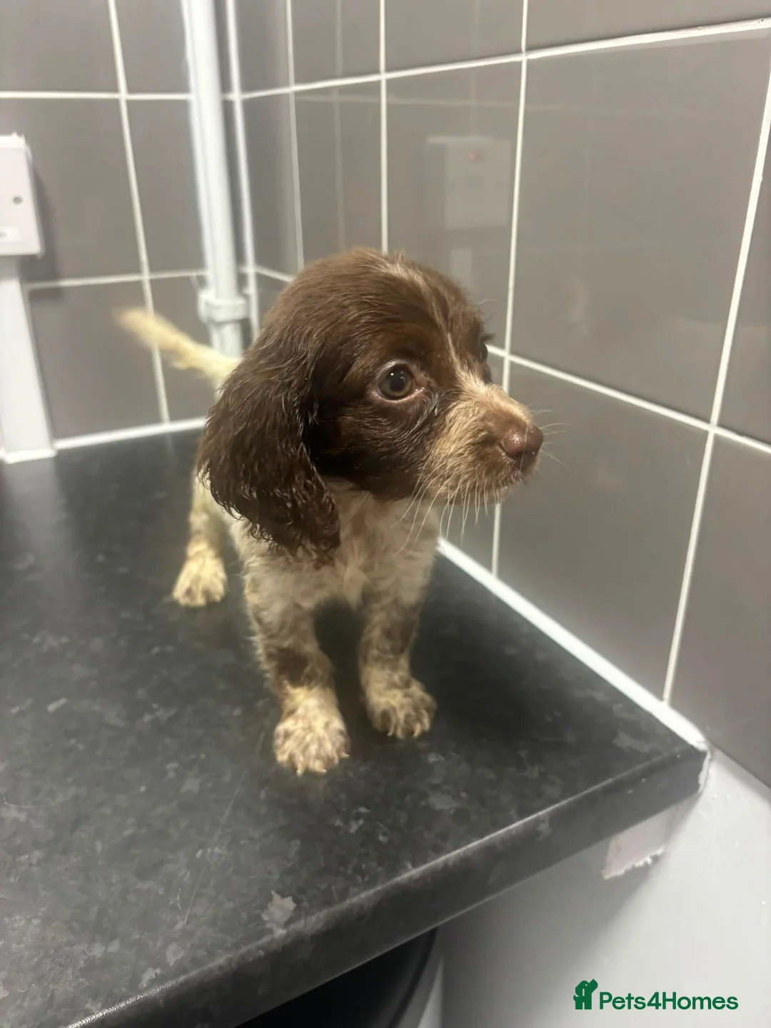 Cockapoo dogs for sale: Adorable cockapoo puppies  in Croydon - Advert 2